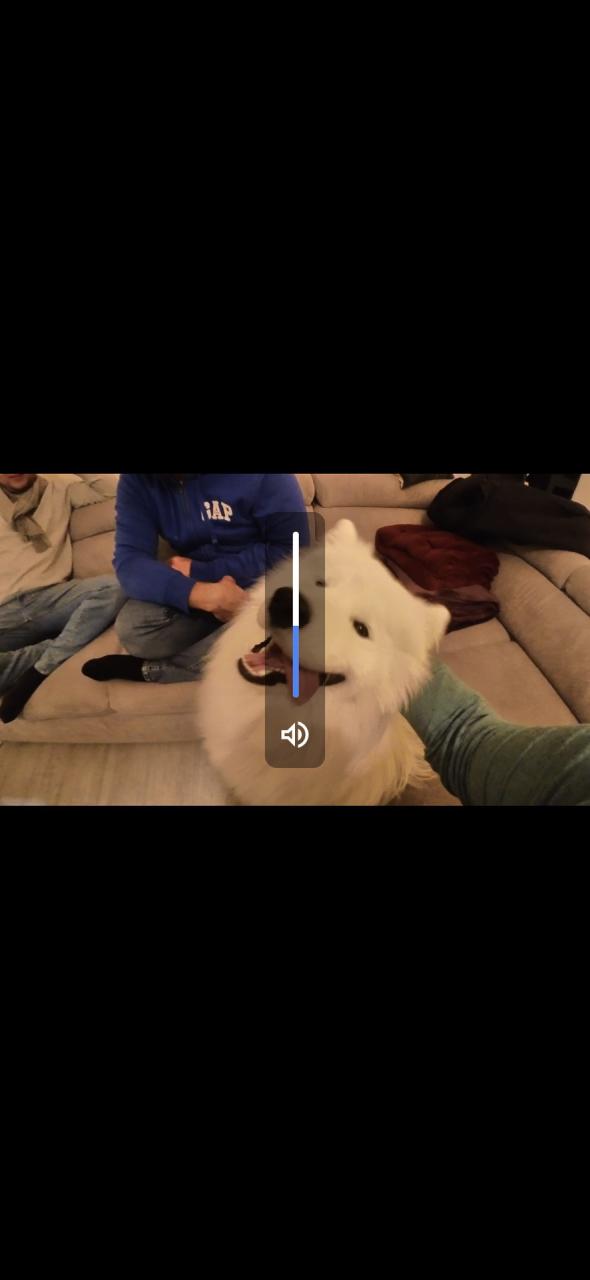 Google Files que muestra un video de un perro con la superposición de gestos de volumen.